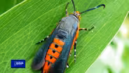You Bet Your Garden Ep. 149 Squash Vine Borer Prevention