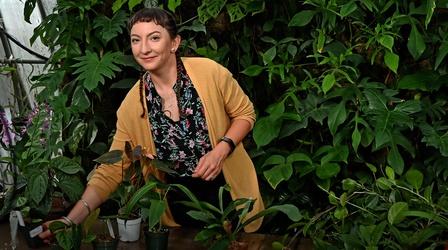 Video thumbnail: Central Texas Gardener Stunning Houseplants for Foliage and Flowers