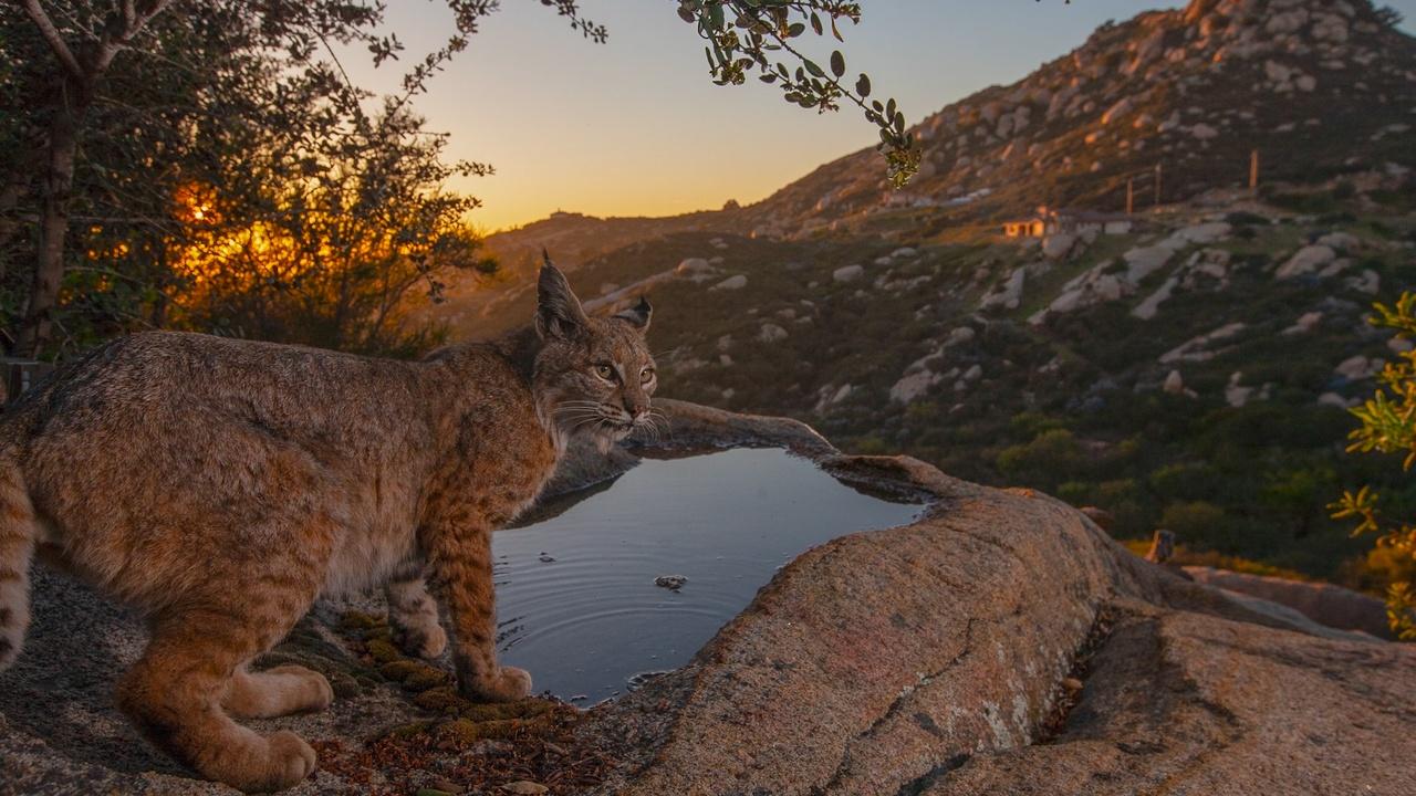 Nature | Capturing San Diego: America's Wildest City