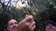 Seka Hills Olive Oil