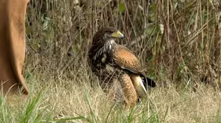 Explore the Art and Sport of Falconry