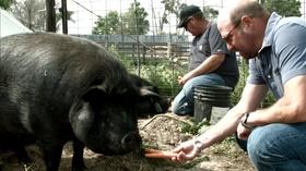 Video thumbnail: Chef Driven The Most Versatile Meat: Pork