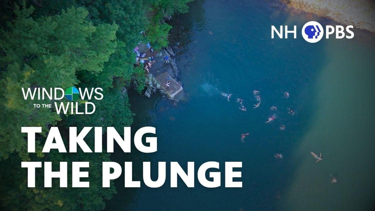 Windows to the Wild | Taking the Plundge