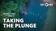 Taking the Plundge