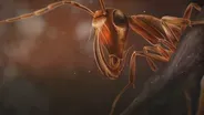 The Reign of the Hell Ants