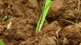 Video thumbnail: Virginia Home Grown Propagate Plants; Animal Garden Beds (#1903)