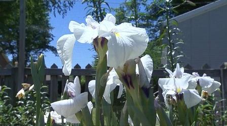 Video thumbnail: Volunteer Gardener Volunteer Gardener 2904