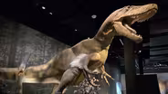 New Edelman dinosaur museum aims to educate and inspire