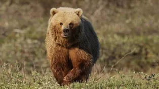 Grizzly Bear Hunts Caribou Herd