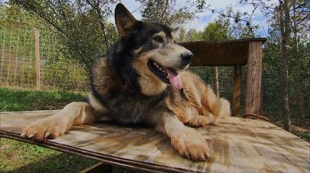 Video thumbnail: Kentucky Life Refuge Ridge Wolf Dogs; Boundary Oak Distillery; Dippin Dots