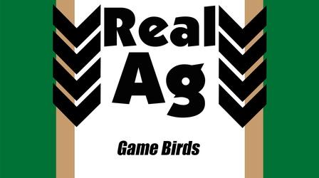 Video thumbnail: Real Ag Real Ag  Game Birds Ep704
