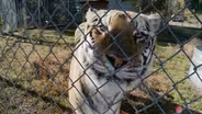 The Conservator's Center
