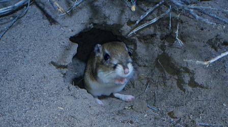 Video thumbnail: Nature Meet the Kangaroo Rat