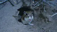 Meet the Kangaroo Rat