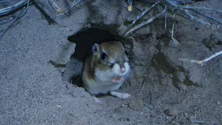 Meet the Kangaroo Rat