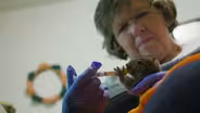 Wildlife rehabilitator nurtures injured squirrels and rabbits back to health