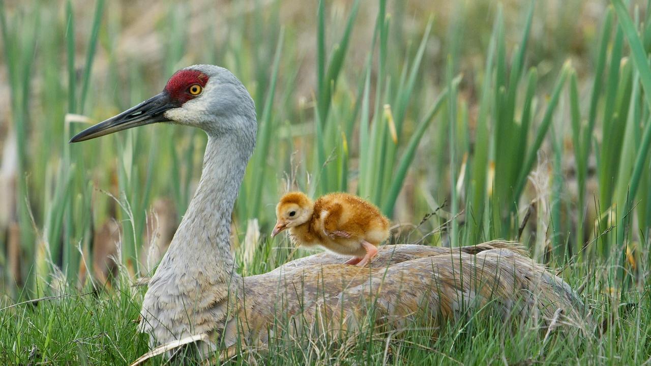 Nature | Tiny Crane Chick's First Moments