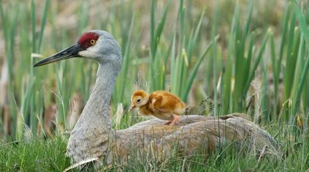 Video thumbnail: Nature Tiny Crane Chick's First Moments