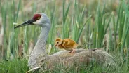 Tiny Crane Chick's First Moments