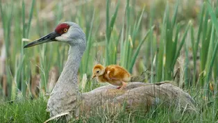 Tiny Crane Chick's First Moments