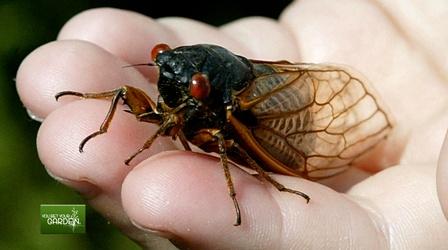 Video thumbnail: You Bet Your Garden You Bet Your Garden Ep. 128 17-year Cicadas