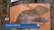 Chicago Can’t Keep Trying to Poison Its Way Out of Rat Problem: Report