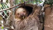 Be Like A Sloth