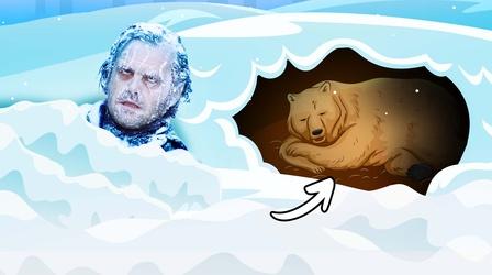 Video thumbnail: Be Smart Why Don’t Humans Hibernate?