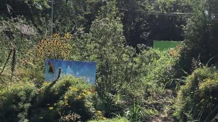 Video thumbnail: Chicago Tonight Woodlawn Resident Makes Case for Local Gardens