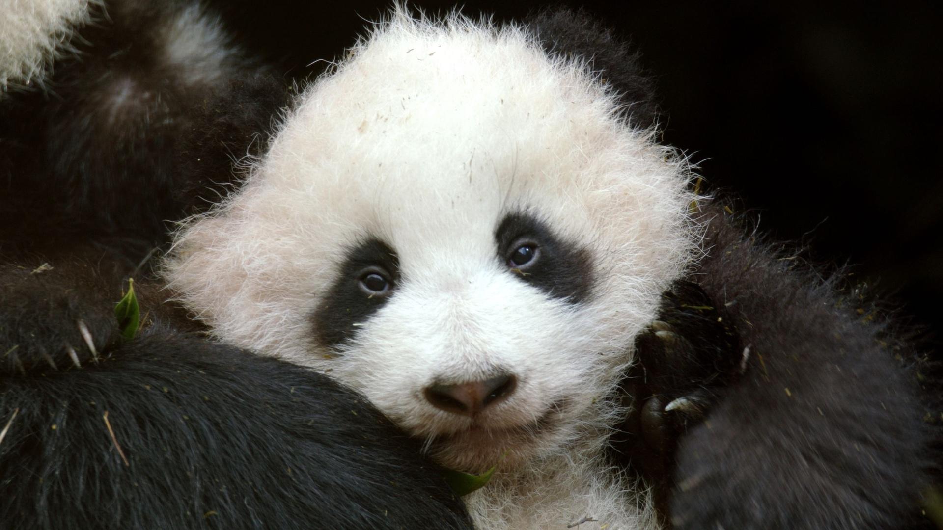 Pandas: Born to be Wild | Nature | WLIW