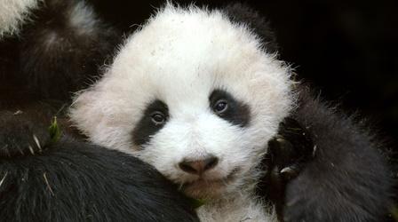 Pandas: Born to be Wild