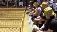 Holloman Airshow, Gila Cliff Dwellings, Chamizal Nat. Park, Licon Dairy, Deming Duck Race