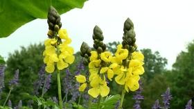 Video thumbnail: Virginia Home Grown Vermiculture; Experimental Hemp Plots (#1807)