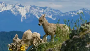 First Steps | Born in the Rockies