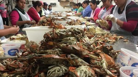 Video thumbnail: Maryland Farm & Harvest Episode 510