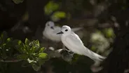 The Return of the White Tern