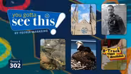 More Peoria icons| Violins of Hope| Bridge bird nest