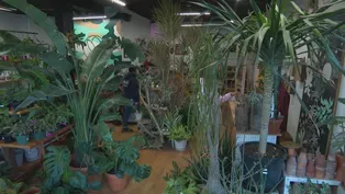 Growing Houseplant Sales Put the Green in Greenery