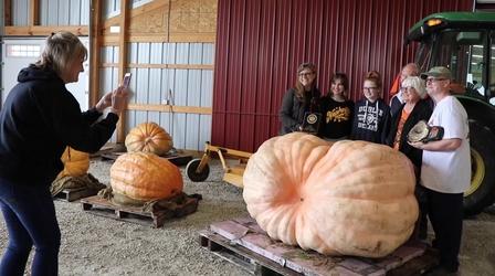 Video thumbnail: Chicago Tonight Growing Giant Pumpkins ‘A Tough Hobby’ for Enthusiasts
