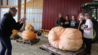 Growing Giant Pumpkins ‘A Tough Hobby’ for Enthusiasts
