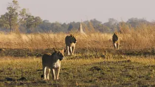 Showdown: Intruding Male Lions Threaten Young Males of the Xudum Pride