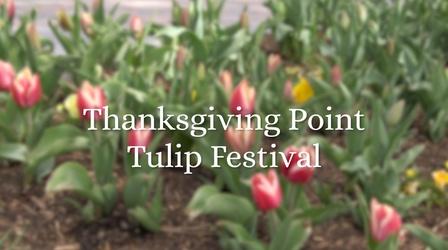 Video thumbnail: Modern Gardener Thanksgiving Point Tulip Festival
