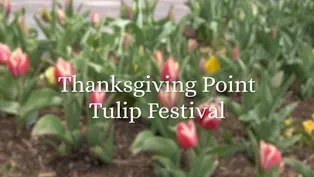 Thanksgiving Point Tulip Festival