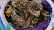 Hummingbird Rescue: Baby Twins