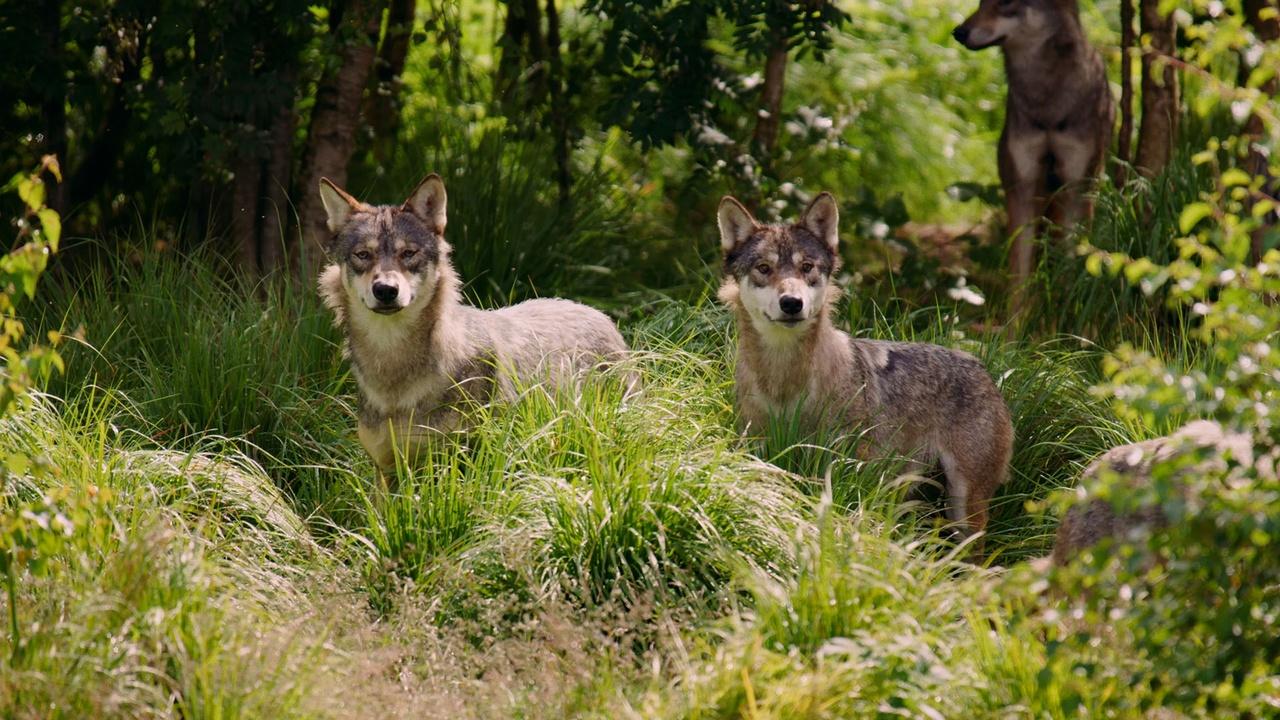 The Wolves Among Us in Yellowstone