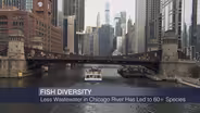Less Wastewater in Chicago River Has Led to 60+ Species