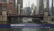 Less Wastewater in Chicago River Has Led to 60+ Species