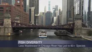 Less Wastewater in Chicago River Has Led to 60+ Species