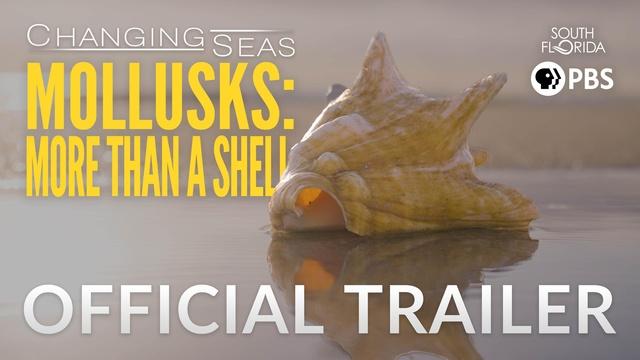 Mollusks: More Than A Shell | Changing Seas | Preview