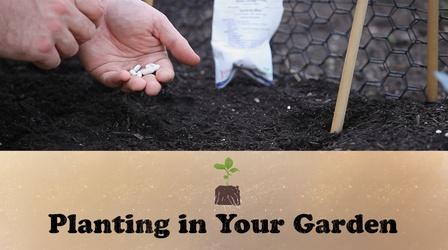 Video thumbnail: Let's Grow Stuff Planting In Your Garden